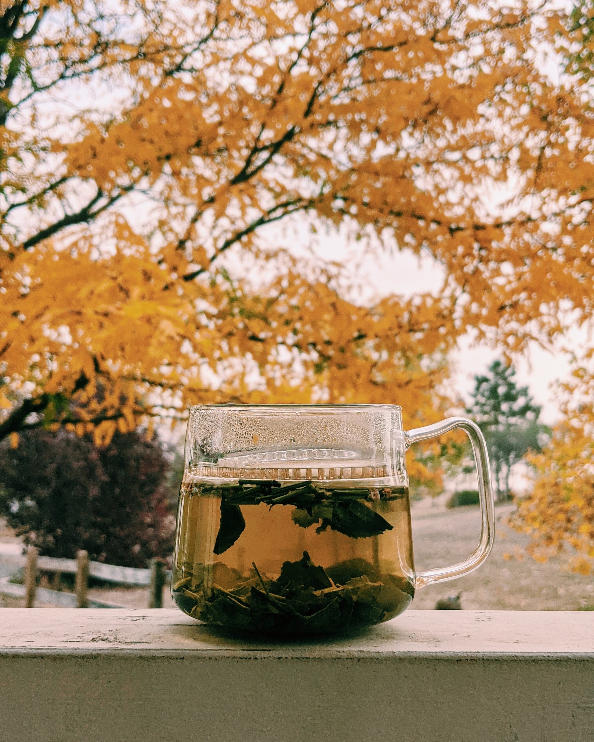 Ginger Green Tea